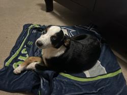 Found/Stray Female Dog last seen By Angelo state college , San Angelo, TX 76904