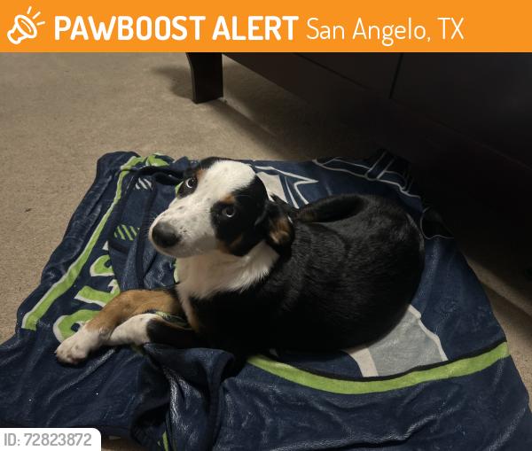 Found/Stray Female Dog last seen By Angelo state college , San Angelo, TX 76904