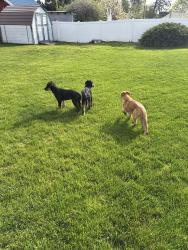 Found/Stray Unknown Dog last seen North Spokane between wall and division , Spokane, WA 99251