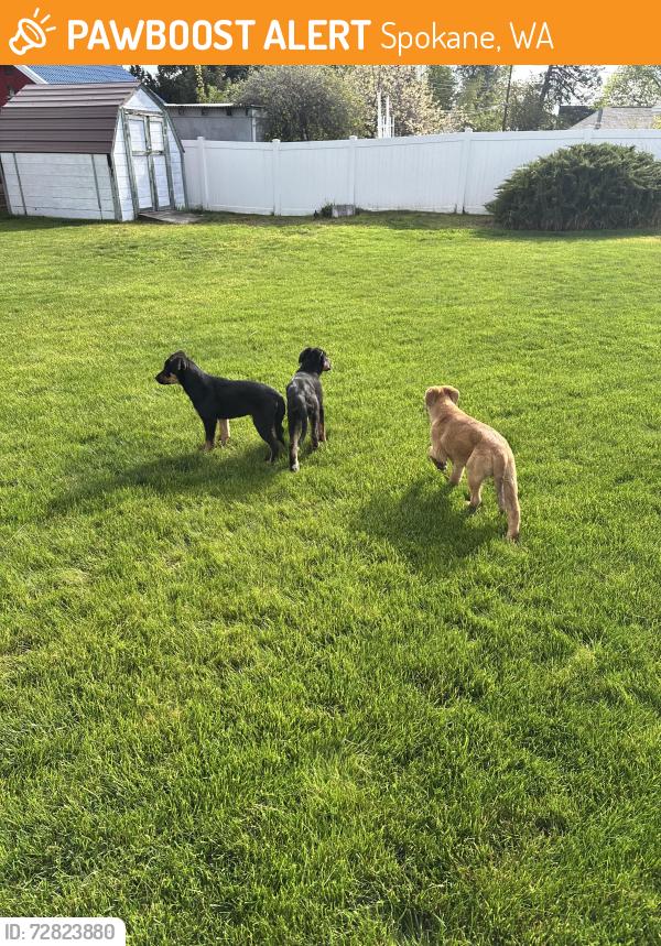 Found/Stray Unknown Dog last seen North Spokane between wall and division, Spokane, WA 99251