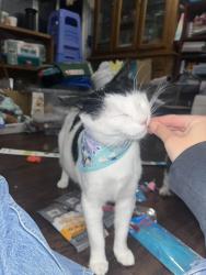 Lost Male Cat last seen Ward and Bolsa, Westminster, CA 92683