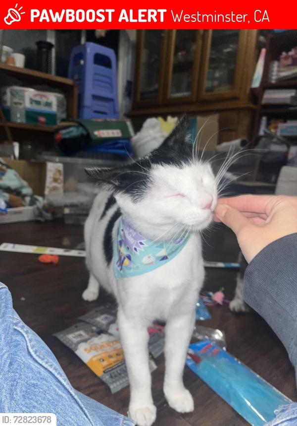 Lost Male Cat last seen Ward and Bolsa, Westminster, CA 92683