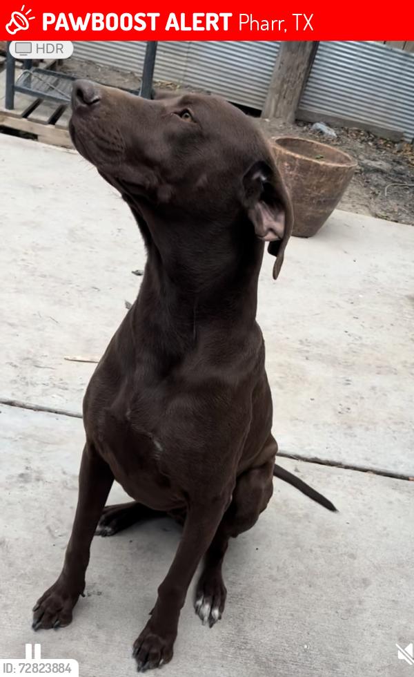 Lost Male Dog last seen Pharr texas, Pharr, TX 78577