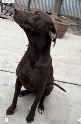 Lost Male Dog last seen Pharr texas, Pharr, TX 78577