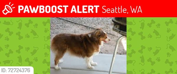 Lost Male Dog last seen Delridge , Seattle, WA 98126