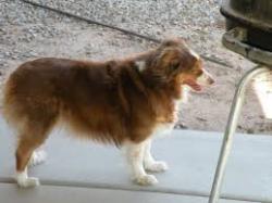 Lost Male Dog last seen Delridge , Seattle, WA 98126