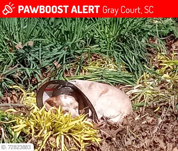 Lost Female Dog last seen Highland court, Gray Court, SC 29645