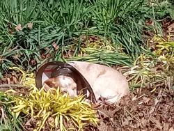 Lost Female Dog last seen Highland court, Gray Court, SC 29645