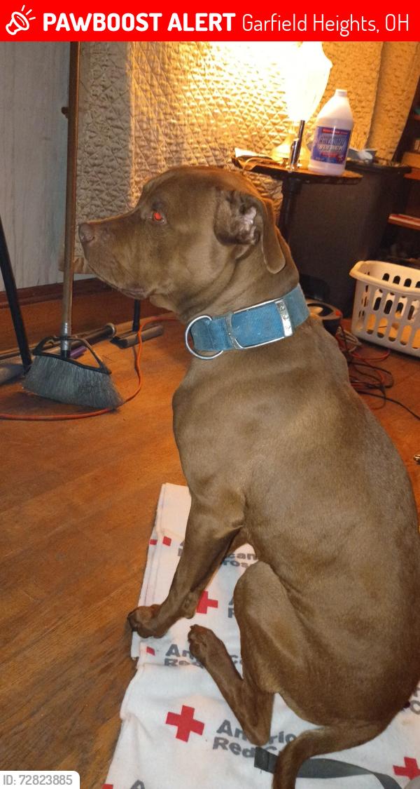 Lost Male Dog last seen Tourney ave n Gracy ave, Garfield Heights, OH 44125