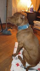 Lost Male Dog last seen Tourney ave n Gracy ave, Garfield Heights, OH 44125