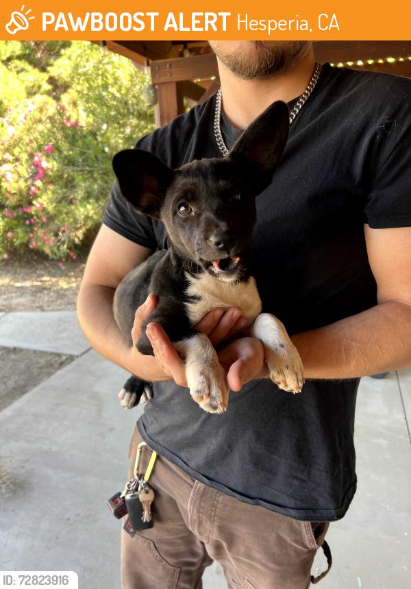 Found/Stray Female Dog last seen 9th ave, Hesperia, CA 92340