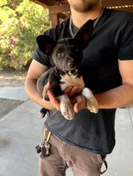 Found/Stray Female Dog last seen 9th ave, Hesperia, CA 92340