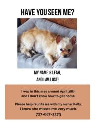 Lost Female Dog last seen Main Street curlew , Dunedin, FL 34698