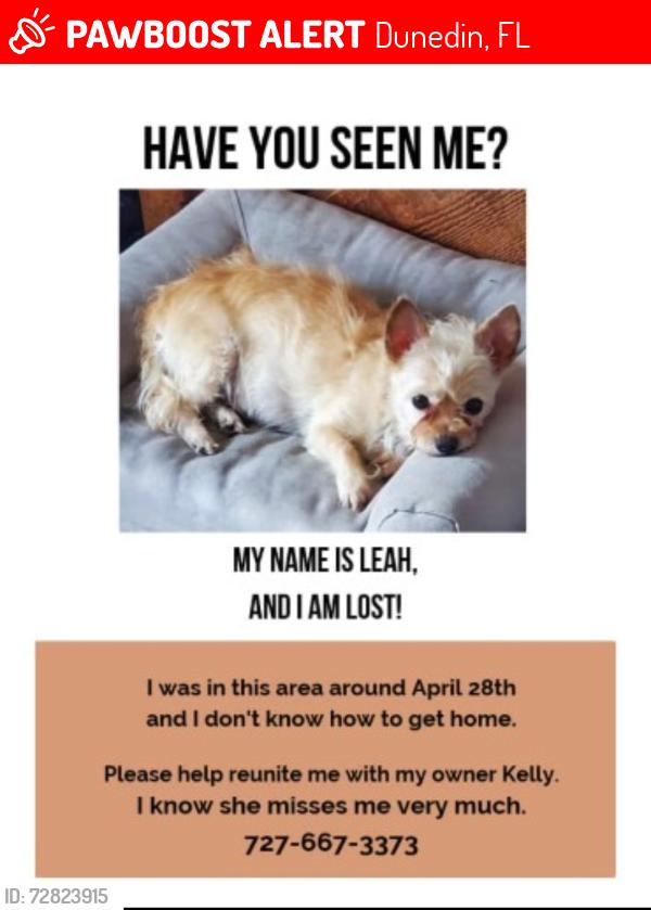 Lost Female Dog last seen Main Street curlew , Dunedin, FL 34698