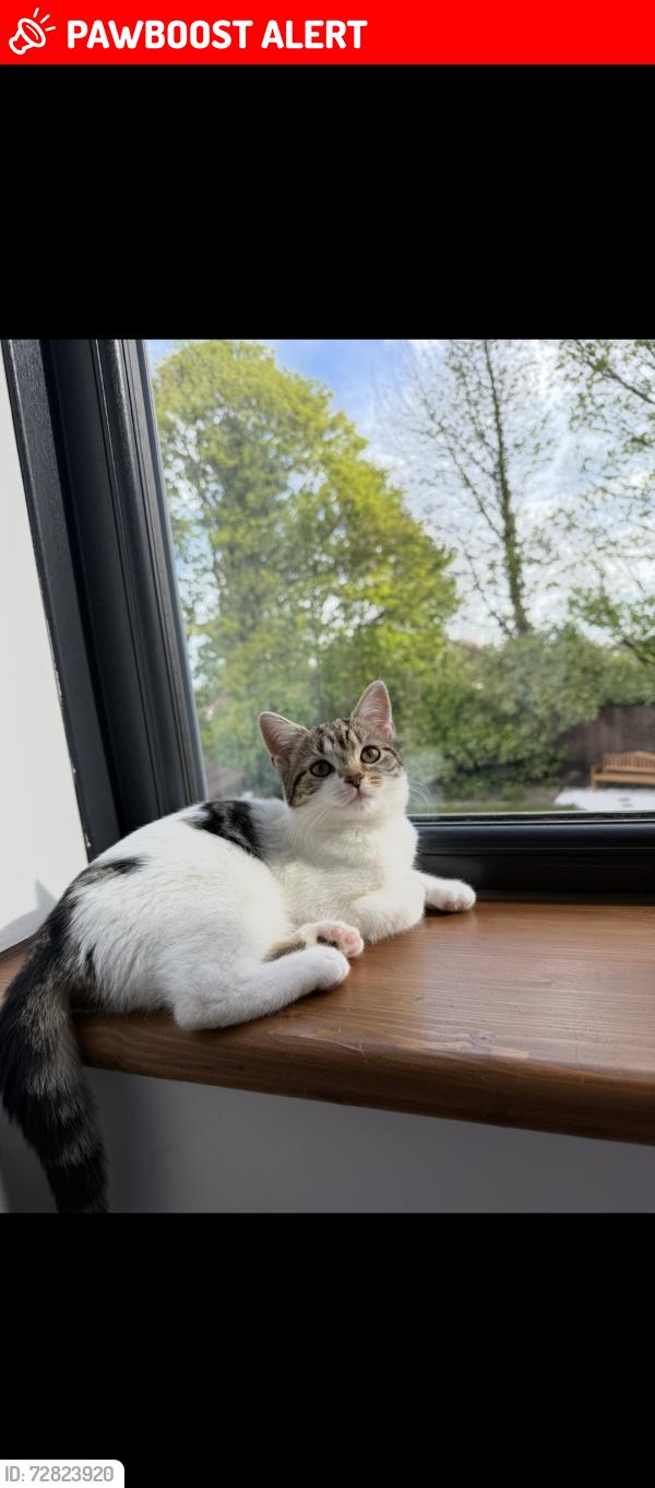 Lost Female Cat last seen  Hollyshaw Crescent , West Yorkshire, England LS15