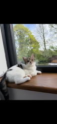 Lost Female Cat last seen  Hollyshaw Crescent , West Yorkshire, England LS15