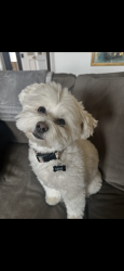 Lost Female Dog last seen Rose Creek Neighborhood, Edmond, OK 73012