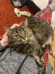 Lost Female Cat last seen On 109th UWS, in between Amsterdam and Broadway , New York, NY 10025