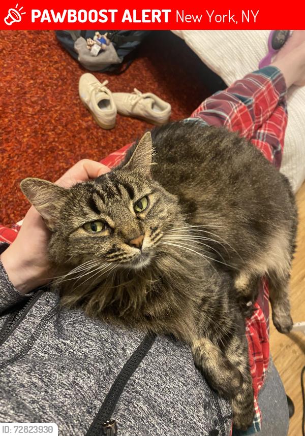 Lost Female Cat last seen On 109th UWS, in between Amsterdam and Broadway, New York, NY 10025