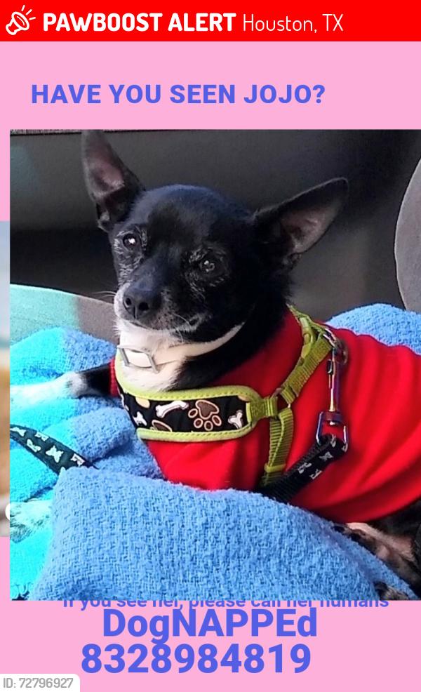 Lost Male Dog last seen 2604.Gray St./ Emancipation. New Hope Apts., Houston, TX 77003