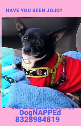 Lost Male Dog last seen 2604.Gray St./ Emancipation. New Hope Apts., Houston, TX 77003
