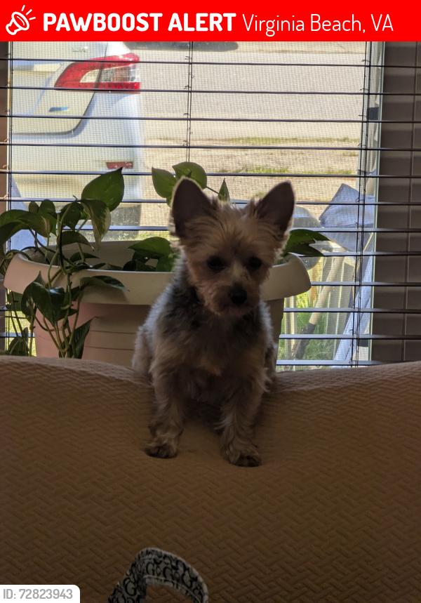 Lost Male Dog last seen Between Pollypine Drive and Bonney Road , Virginia Beach, VA 23452