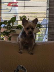 Lost Male Dog last seen Between Pollypine Drive and Bonney Road , Virginia Beach, VA 23452