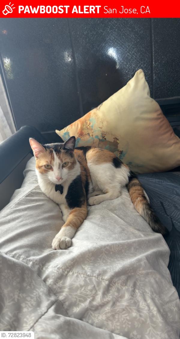Lost Female Cat last seen Moorpark 2540 sanjose, San Jose, CA 95128