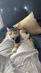 Lost Female Cat last seen Moorpark 2540 sanjose, San Jose, CA 95128