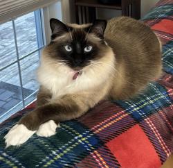 Lost Female Cat last seen Central Valley Road and Brownville Hwy, Poulsbo, WA 98370