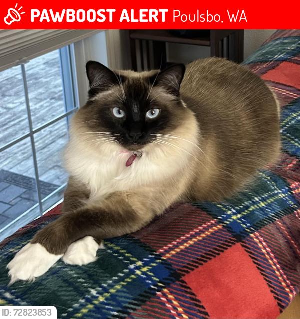 Lost Female Cat last seen Central Valley Road and Brownville Hwy, Poulsbo, WA 98370