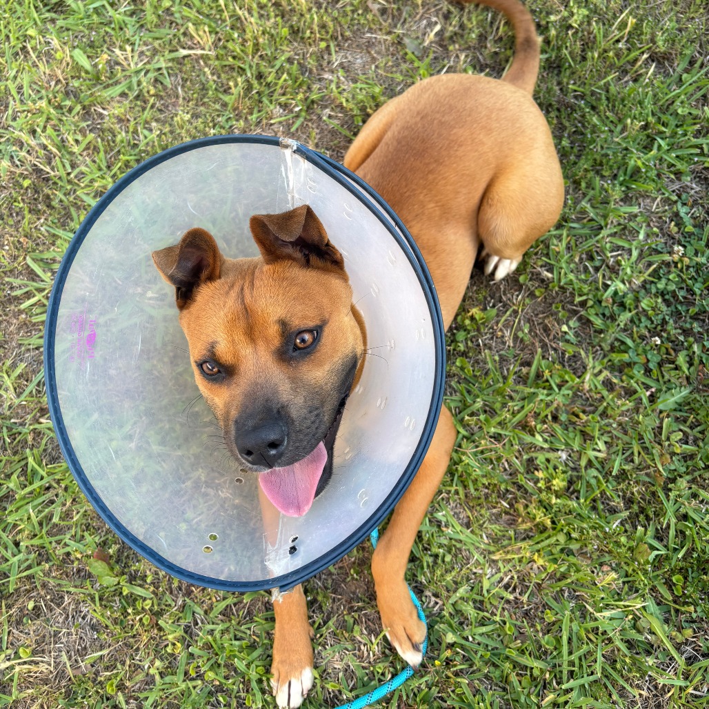 Shelter Stray Male Dog last seen , Memphis, TN 38133