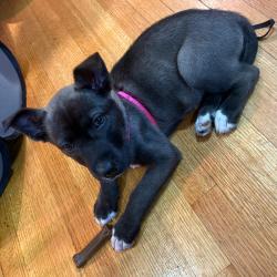 Shelter Stray Female Dog last seen , Memphis, TN 38133