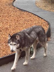Found/Stray Female Dog last seen Garden Lakes Elementary School , Rome, GA 30165