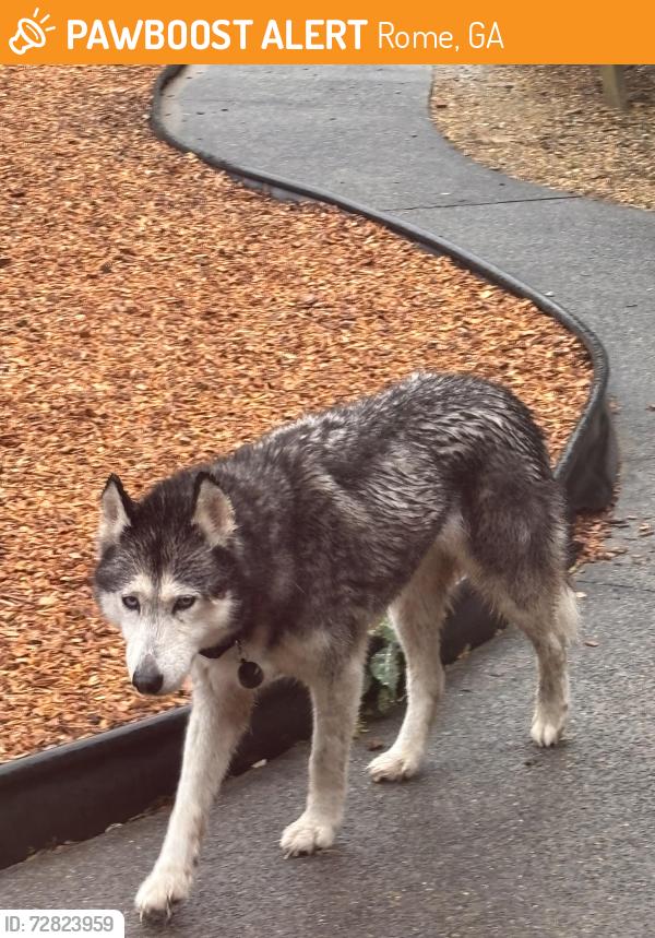 Found/Stray Female Dog last seen Garden Lakes Elementary School , Rome, GA 30165