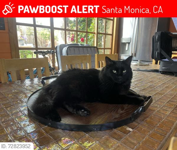 Lost Female Cat last seen Montana Ave. So most likely roaming around the northern side of Montana. , Santa Monica, CA 90402