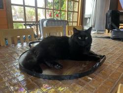 Lost Female Cat last seen Montana Ave. So most likely roaming around the northern side of Montana. , Santa Monica, CA 90402