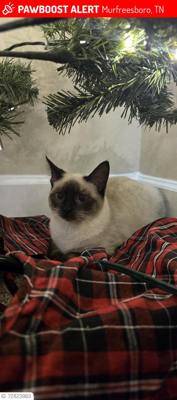 Lost Female Cat last seen Publix, Murfreesboro, TN 37128