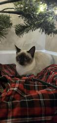 Lost Female Cat last seen Publix, Murfreesboro, TN 37128
