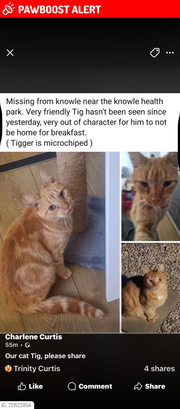Lost Male Cat last seen Knowle west health park, Bristol City, England BS4 1PS