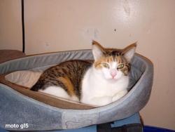 Lost Female Cat last seen Arthur Street, Greater Sudbury, ON P3C 5C4