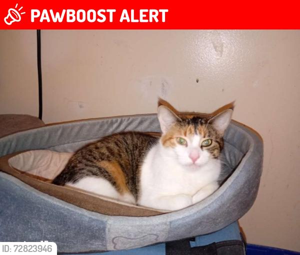 Lost Female Cat last seen Arthur Street, Greater Sudbury, ON P3C 5C4