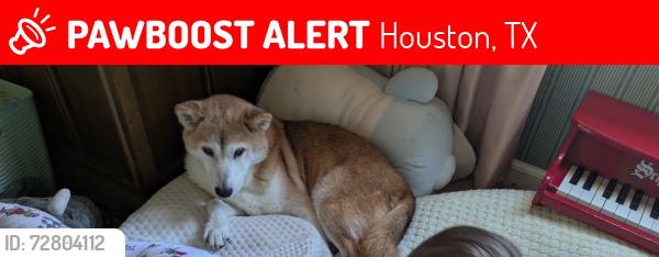 Lost Male Dog last seen Kitty Brook & Portal 77071, Houston, TX 77071