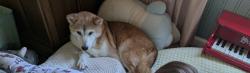 Lost Male Dog last seen Kitty Brook & Portal 77071, Houston, TX 77071