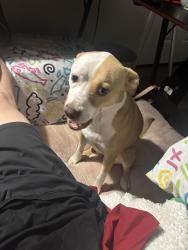 Lost Female Dog last seen Hedgewood Drive and Goodson Ave., Chattanooga, TN 37405