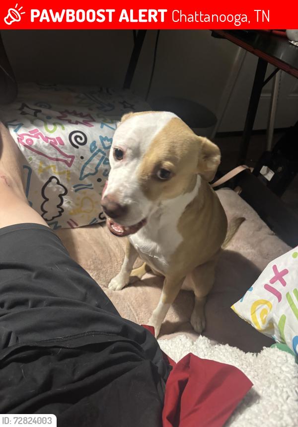 Lost Female Dog last seen Hedgewood Drive and Goodson Ave., Chattanooga, TN 37405