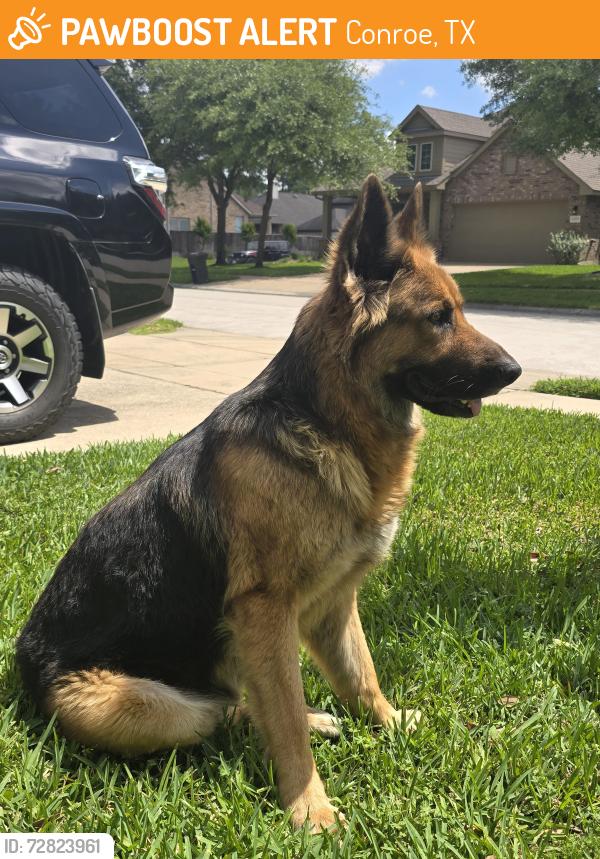 Found/Stray Female Dog last seen NA, Conroe, TX 77301