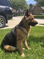 Found/Stray Female Dog last seen NA, Conroe, TX 77301