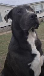 Lost Male Dog last seen Bogalusa, Franklinton, LA 70438