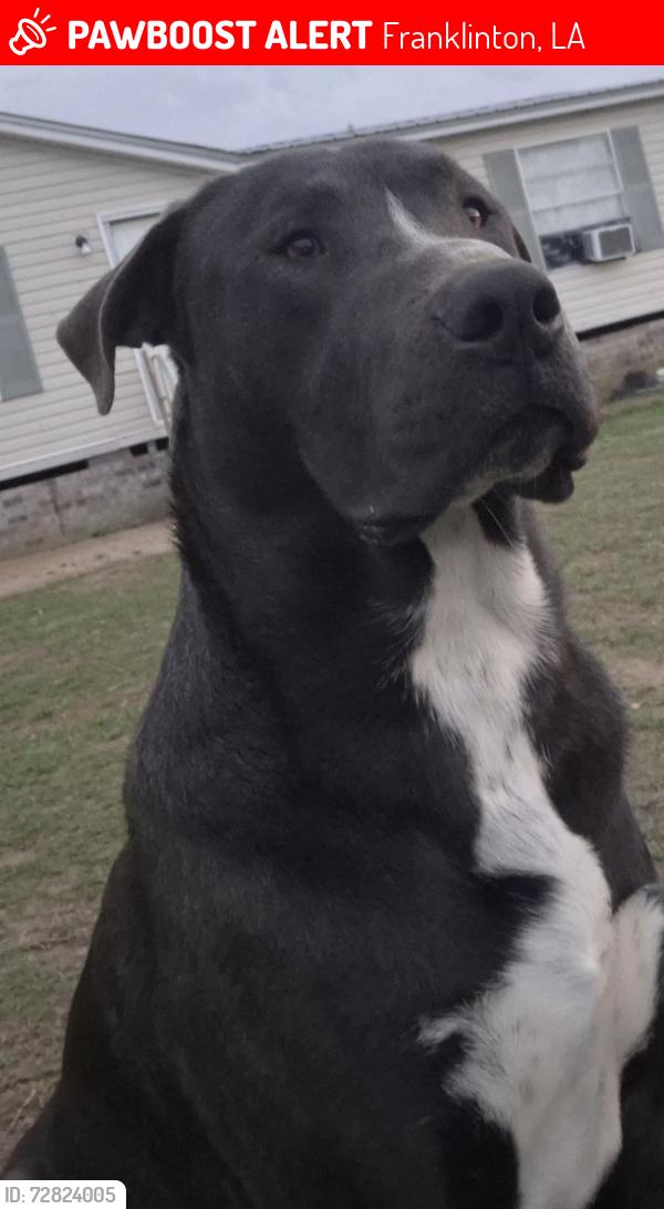 Lost Male Dog last seen Bogalusa, Franklinton, LA 70438